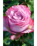 Роза чайно-гибридная ’Дипп Уоттер’|Hybrid tea rose ’Deep Water’|Троянда чайно-гібридна ’Діпп Воттер’ 